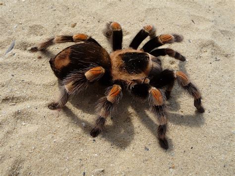 300+ Free Tarantulas & Spider Images - Pixabay