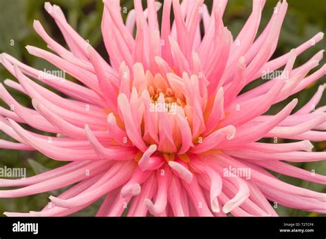 Dahlia Park Hi Res Stock Photography And Images Alamy