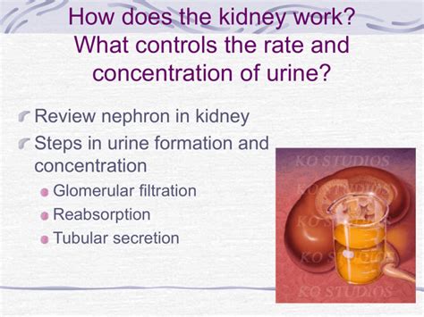 Kidney Function and Urine Production