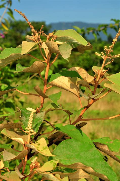 Mallotus Mollissimus Euphorbiaceae Image At Phytoimages Siu Edu