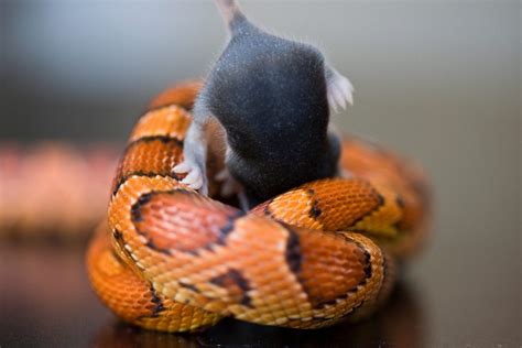 10 Reasons Why Your Snake Is Not Eating And How To Help Reptile Craze