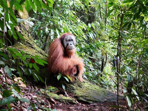 D N Orang Utan Expedition Ab Bukit Lawang Getyourguide