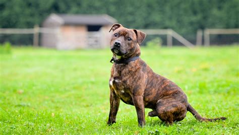 10 Best Brindle Dog Breeds