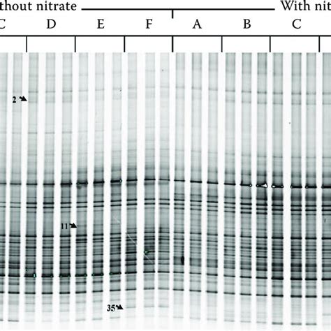 Denaturing Gradient Gel Electrophoresis Dgge Profiles Of Amplified Download Scientific