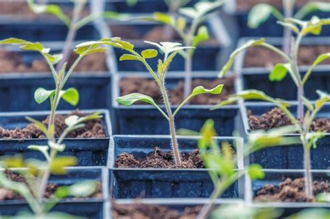 Invernadero de brotes de tomate tomate germinado plántulas de tomate