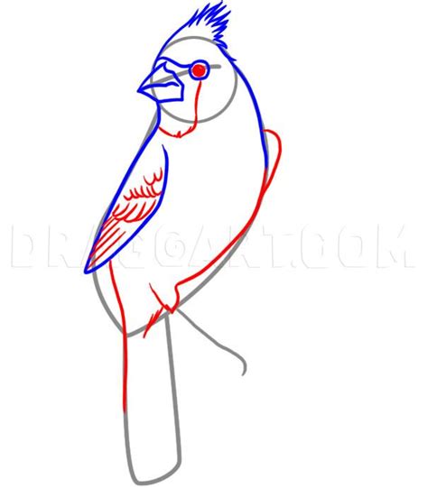 How To Draw A Cardinal Step By Step Drawing Guide By Dawn Dragoart