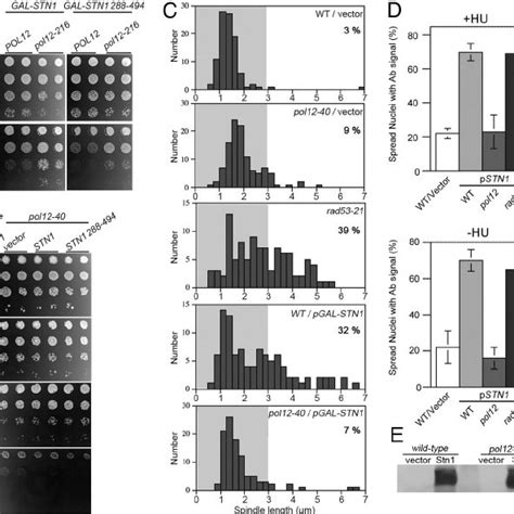 Pol Mutations Reduce Stn Interference With The S Phase Checkpoint