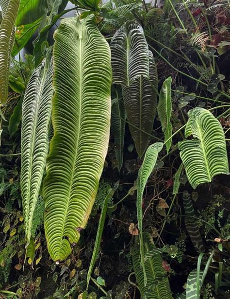 King Anthurium Veitchii Royal Care Guide Plant Girl Boss