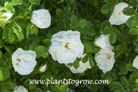 Rosa Rugosa Blanc Double De Coubert Plants To Grow Plants Database