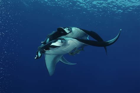 Manta Ray Diving The Top 12 Best Places On Earth