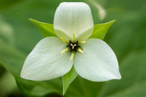 8 Different Types Of Trillium Flowers Garden Lovers Club