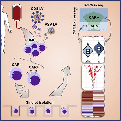 Monitoring Car T Cell Generation With A Cd Targeted Lentiviral Vector