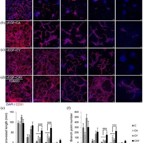 Time Lapse Analysis Of The Microvessels In Different Media Ad