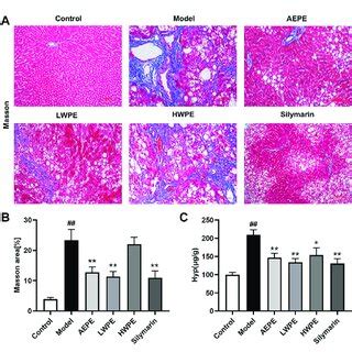 Effects Of Aepe And Its Fractions On Liver Fibrosis In Rats