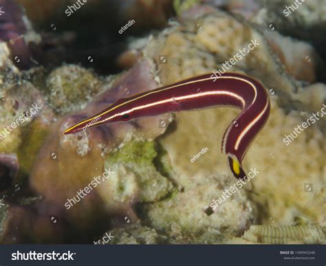 92 Clingfish Royalty-Free Photos and Stock Images | Shutterstock