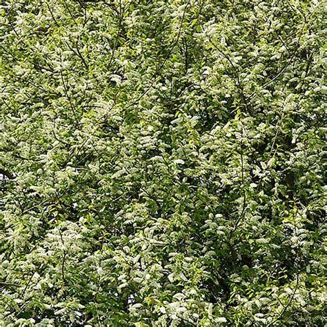 Bird Cherry Hedge Prunus Padus Set Of 10 Bare Root Hedges 90 120cm Tall