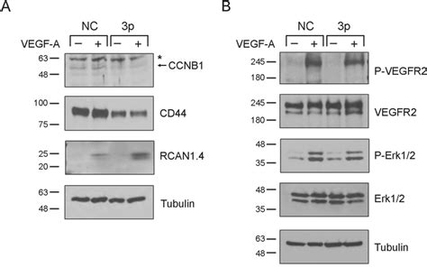 Ectopic Expression Of Mir 133a 3p Results In A Decrease Of