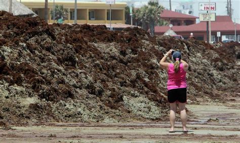 Tourists Grumble As Beach Seaweed Clean Up Continues