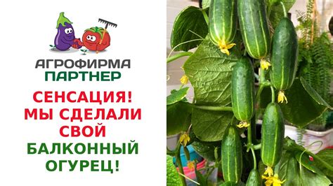 СЕНСАЦИЯ - МЫ СДЕЛАЛИ СВОЙ БАЛКОННЫЙ ОГУРЕЦ! - YouTube