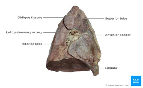 Bronchopulmonary Segments Anatomy And Clinical Aspects Kenhub