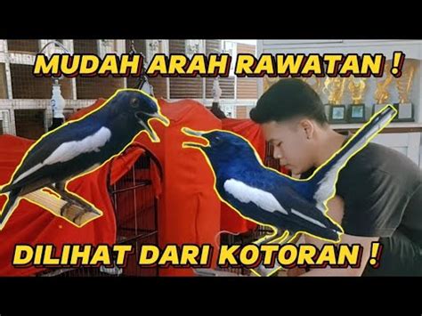 Cara Mudah Arah Rawatan Dilihat Dari Kotoran Simak Jangan Sampai