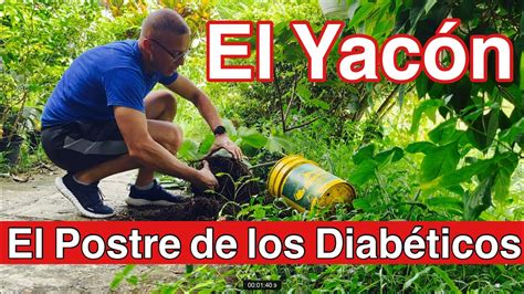 El Yacon Una Planta Maravillosa Que Probamos Por Primera Vez YouTube