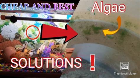 How To Fix Algae In Aquarium Tips And Tricks For Sparkling Clean Tank