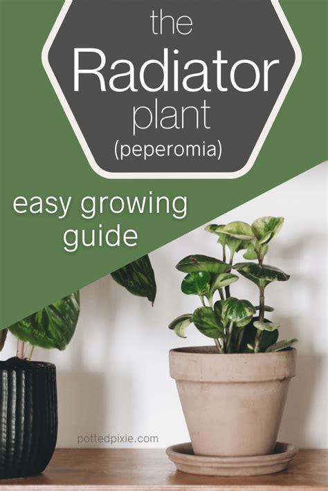 Radiator Plant Care Easy Growing Guide With Pictures Potted Pixie