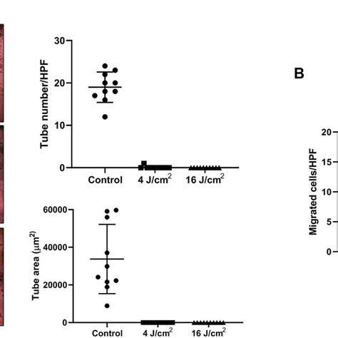 In Vitro Tubulogenesis Assay A Led Irradiation Suppressed The Tube Download Scientific