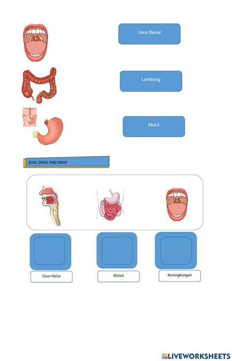 Sistem Pencernaan Manusia Interactive Activity For 5 Live Worksheets