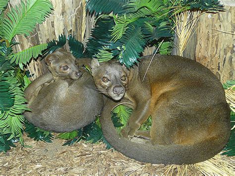 Staten Island Zoo in New York, USA