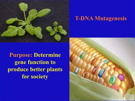 Ppt T Dna Mutagenesis Powerpoint Presentation Free Download Id262221