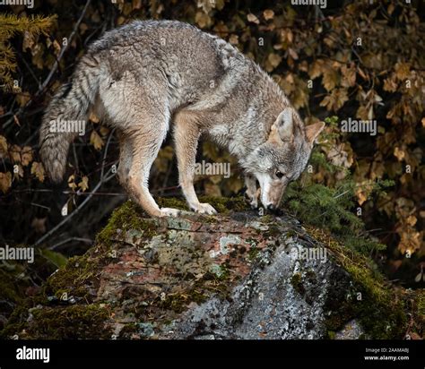 Wiley Coyote Hi Res Stock Photography And Images Alamy