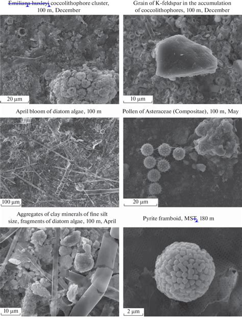 composition  sediment    sem study