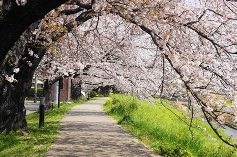 豊川市 佐奈川の4km続く桜並木 さくら便り 2021 3 31 団塊ジイジの Photo Diary