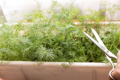 How to Grow Dill Indoors | The Plant Guide