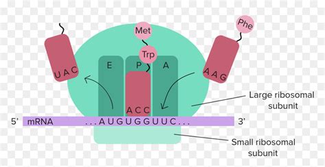 Epa Sites Translation Quizlet, HD Png Download - vhv