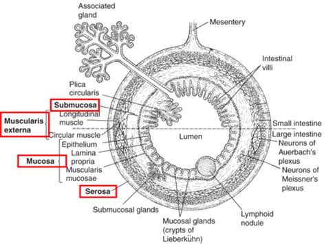 Vert Anatomy Digestive System 2 Flashcards Quizlet