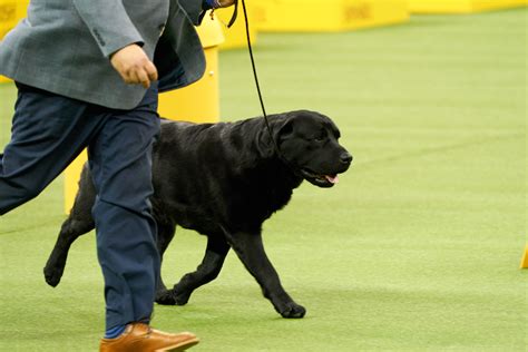 Popular Dog Breeds to Never Win Best In Show At Westminster