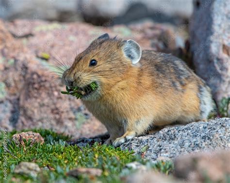 Pika on Mount Evans Colorado Stock Photo | Adobe Stock