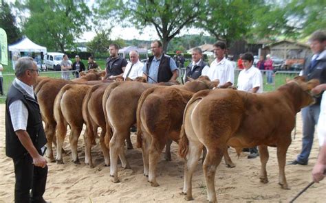 Le Concours De Bovins Confirm