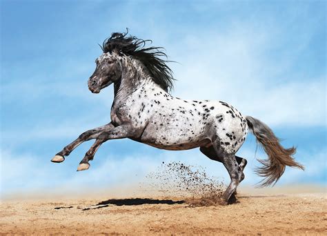 10 Fastest Horse Breeds in the World - The-Fastest.org