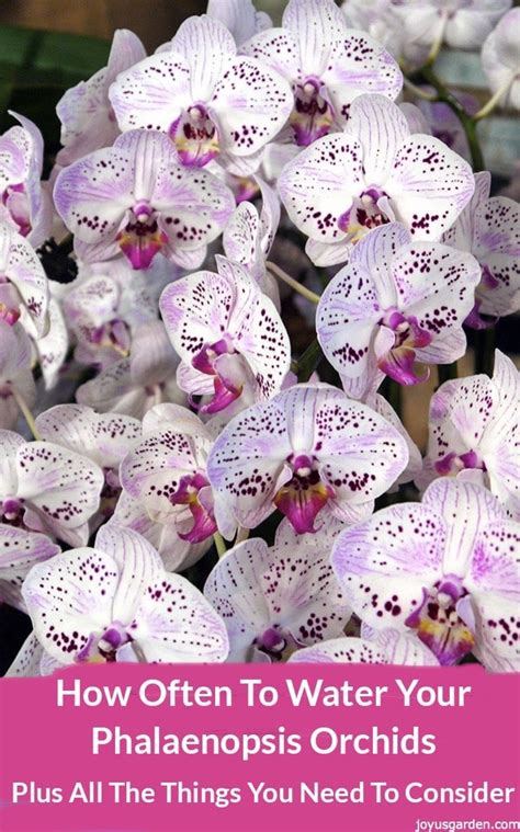 How Often To Water Your Phalaenopsis Orchids Joy Us Garden