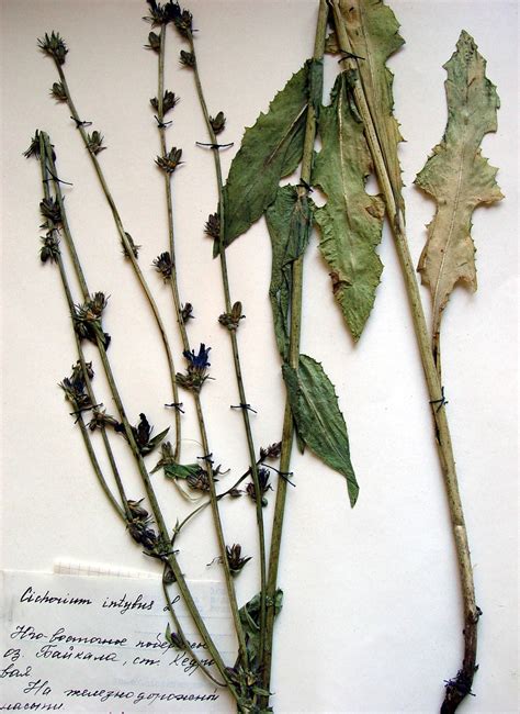 Цикорий обыкновенный - Cichorium intybus L. | Дикорастущие полезные ...