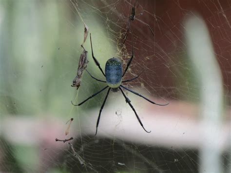 Hairy Golden Orb Weaving Spider From City Of Tshwane Metropolitan