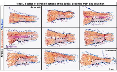 A Cryoinjury Model For Studying Skeletal Muscle Regeneration Of The