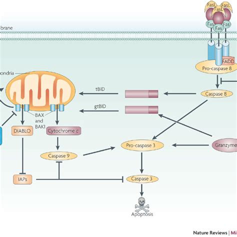 Inhibition of caspase 3, apoptosis (caspase 3 activation) and survival ...