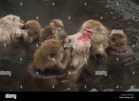 Snow monkey, Jigokudani park, Japan Stock Photo - Alamy