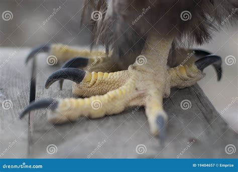 Serres D Aigle D Or Image Stock Image Du Chasseur Griffes