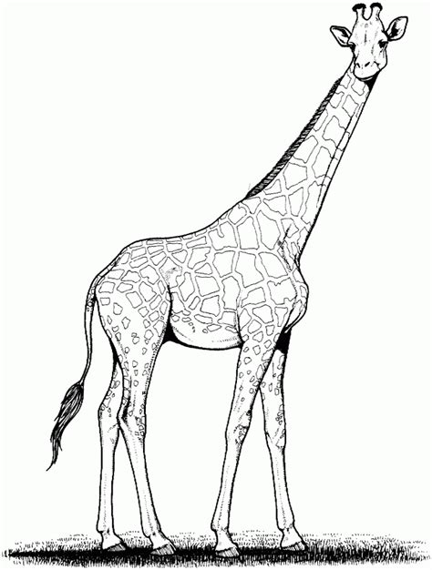 Realistic Baby Animal Coloring Pages